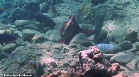 Octopuses Are Filmed Randomly Punching Fish Out Of Spite While