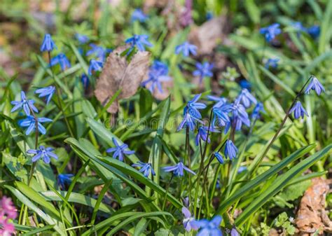 Blue Spring Bluebells Growing Stock Image Image Of Botany Beauty