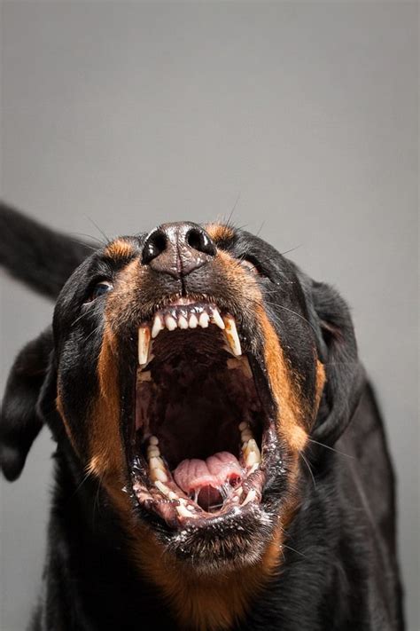 Check spelling or type a new query. Luna III | Rottweiler dog, Rottweiler puppies, Rottweiler love