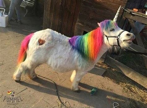 Unicorns Look How Happy It Is To Be A Unicorn Cute Animals Animals
