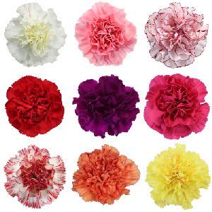 Buying flowers in bulk helps you to save money on your event so that you can create the look you want while still sticking to a budget. Carnations Flower - gulnar phool Suppliers, Carnations ...