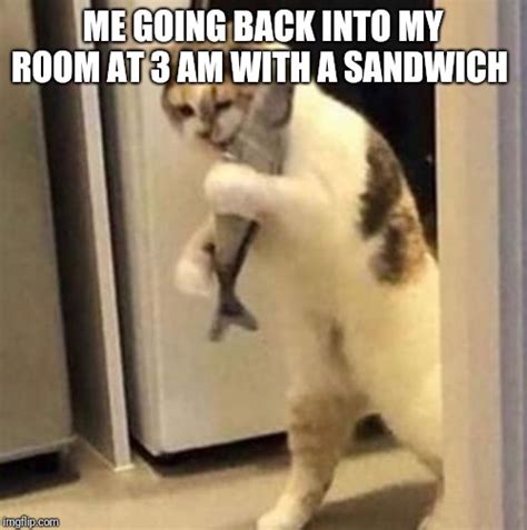 Hungry Cat Latest Memes Imgflip
