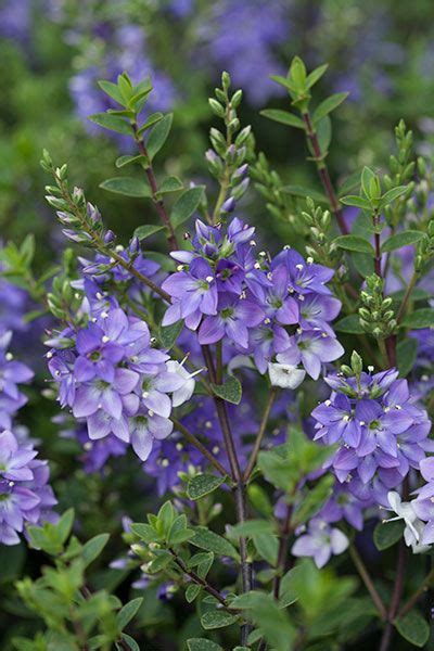 Green shrub with purple flowers. Pin on my plant library