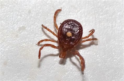 Lone Star Tick Description Habitat Image Diet And Interesting Facts