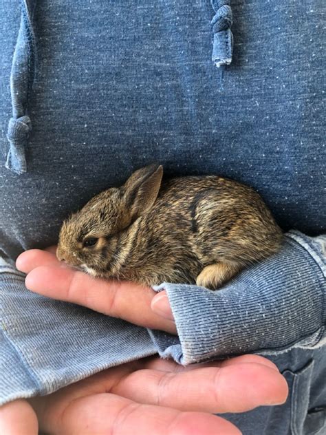 Found A Baby Bunny Stuck In My Fence😬saved Hermeet Thumper😁 Baby