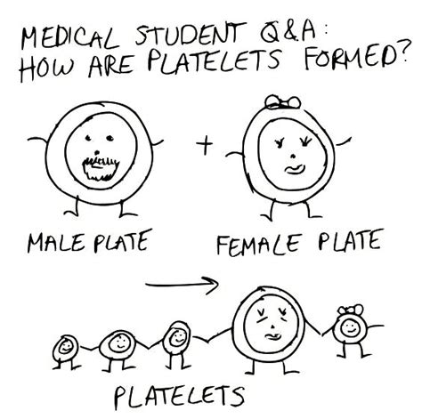A Cartoon Guide To Becoming A Doctor Platelets