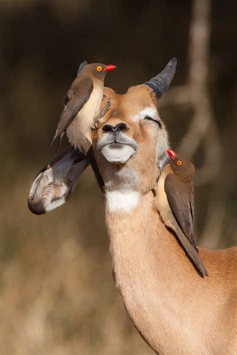 Red Billed Oxpecker Critterfacts