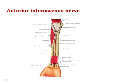 Anterior Interosseous Nerve Syndrome