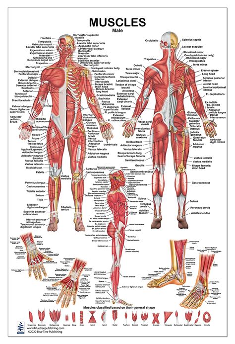 Male Anatomy Diagram Unikatowe Personalizowane I Ręcznie Robione