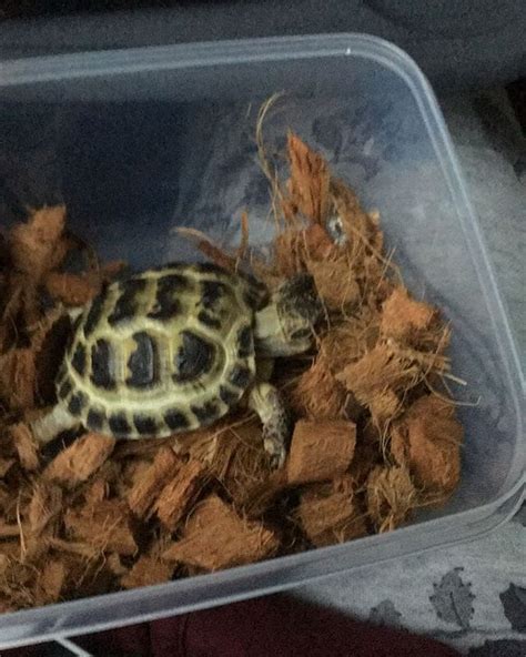 What To Feed Your Tortoise To Keep Them Healthy Tortoise House