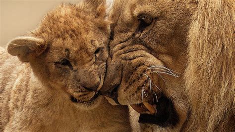 Amazing Pic of Lion Cub Baby Playing with Mother | HD Wallpapers