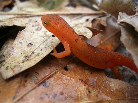 Wild Maryland 101 Md Herps Red Spotted Newt Notophthalmus