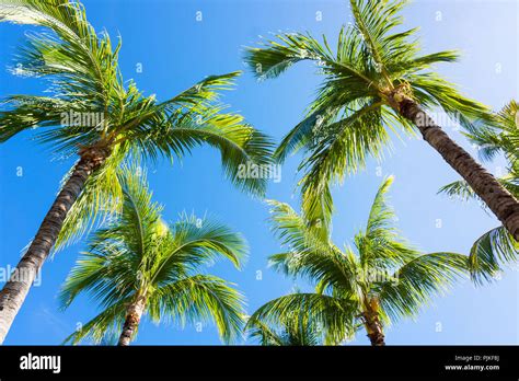 Cuba Varadero Peninsula Palm Trees Stock Photo Alamy