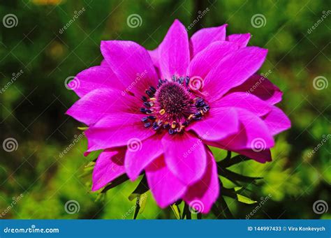 A Flower With Delicate Bright Pink Petals And A Black Center Stock