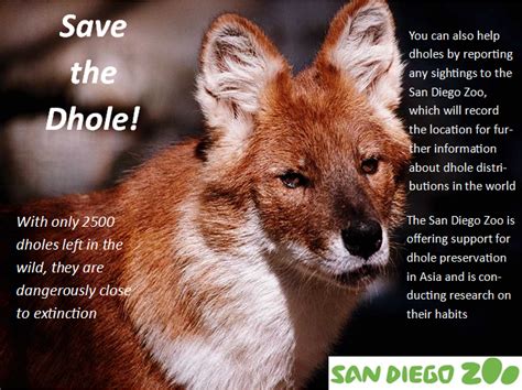 Action Plan Dholes Protect Them While We Still Can