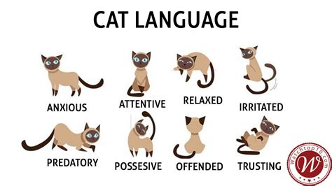 Top 10 Ways To Understand Your Cat Better Cat Language 2020 Youtube