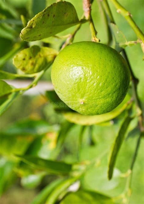 Green Lemon On The Tree Stock Photo Image Of Good Background 20559598