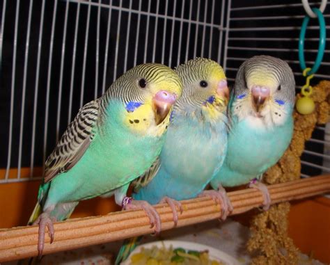 My Cute Budgie Babies Budgie Parakeet Budgies Cute Birds