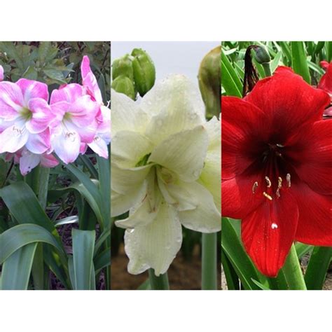 Amaryllis Garden Collection (6 bulbs per collection - Ships March thru June) Available Spring ...