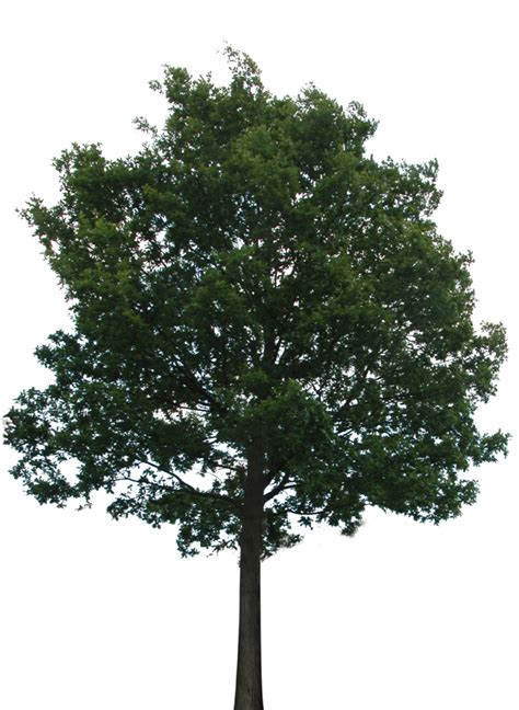 Tree 1 Png With Transparency By Bupaje On Deviantart 나무 식물 나무 그리기