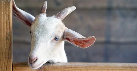 Meaning Of Scapegoat In The Bible Azazel