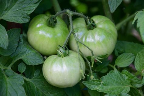 It's super sweet and it is packed with. How to Ripen Green Tomatoes