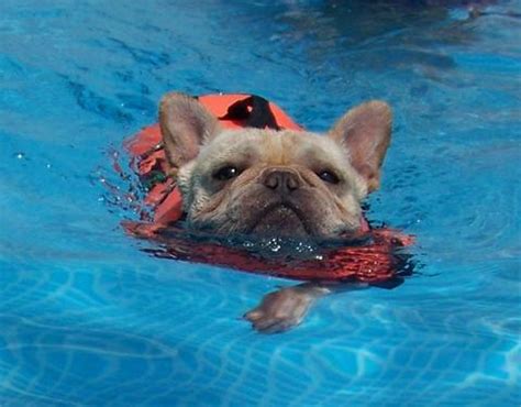 Because of his squat build and heavy head, most frenchies cannot swim and will drown if they fall into a pool. Why French Bulldogs Can't Swim?- Frenchie World - Frenchie ...