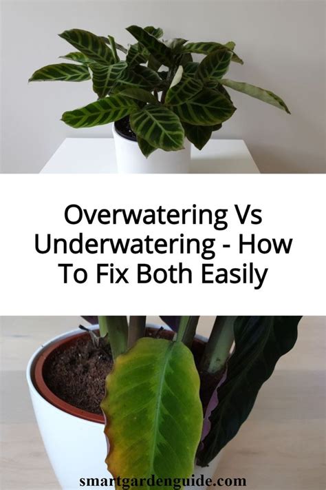 Usually, the symptoms of excess watering are similar to underwatering, but you can easily observe that you were overwatering by checking out the soil and drainage. Overwatering Vs Underwatering - How To Fix Both Easily in ...