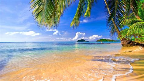Top Tropical Wallpaper In High Quality Goldwallpapers