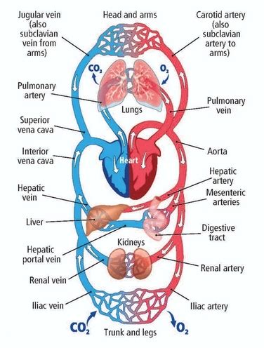 They are the blood vessels that absorb oxygen into the blood and returning blood cells that lack oxygen back into the heart and lungs to be oxidised. Circulatory System Part 2: The Heart and Major Vessels - The Biology Classroom