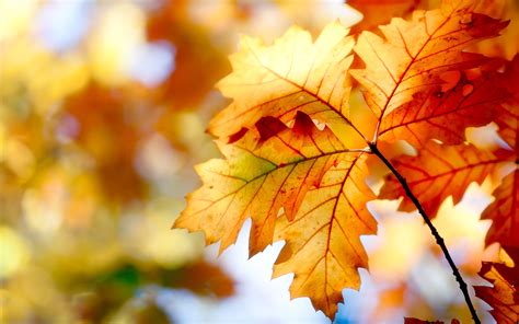 Wallpaper Autumn Leaves Bokeh Colors 2560x1600 Hd Picture Image