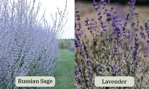 Russian Sage Vs Lavender Whats The Difference Photos