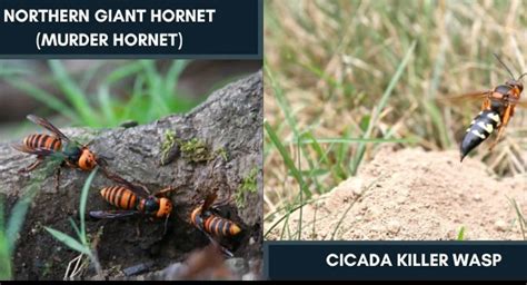 How To Tell Cicada Killer Vs Northern Giant Hornet Apart