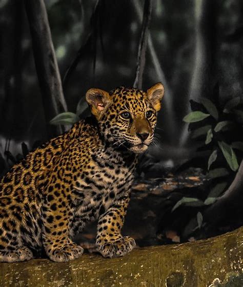 45 Best Amazon Rainforest Animals Images On Pinterest