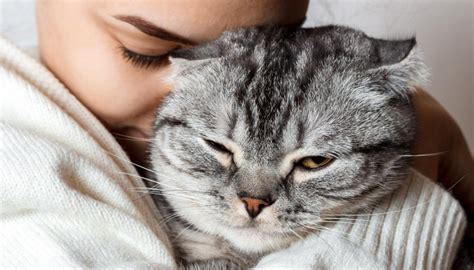 Cats Love Their Owners Just As Much As Dogs Do Study Newshub