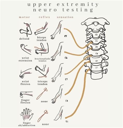 Dermatomes Myotomes And Dtr Poster X Chiropractic Etsy Uk Artofit