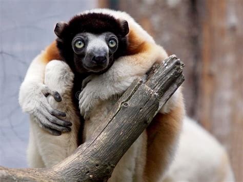 Crowned Sifaka Lemur Stock Photo Image Of Cute Sifaka 57117038