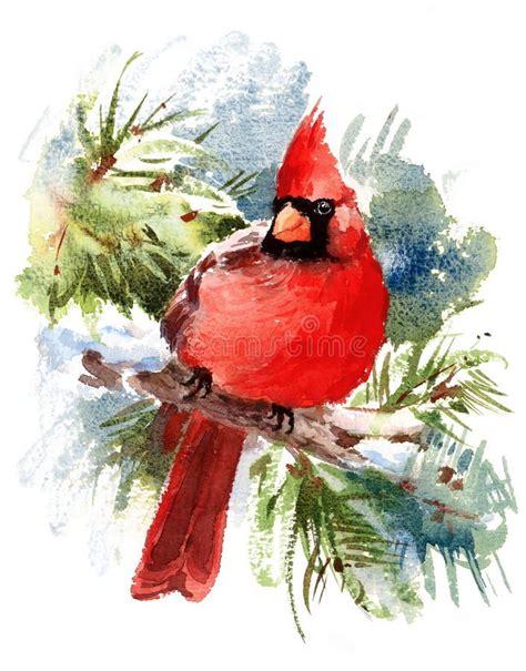 Cardinal Bird Watercolor Winter Illustration Hand Drawn Stock
