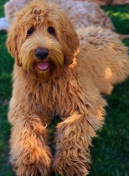 Answer the quiz then scroll down to view suitable australian cobberdog/australian labradoodle puppies for sale or join our waiting list for a future litter. Brickhaven Labradoodles - Labradoodle Puppies For Sale ...