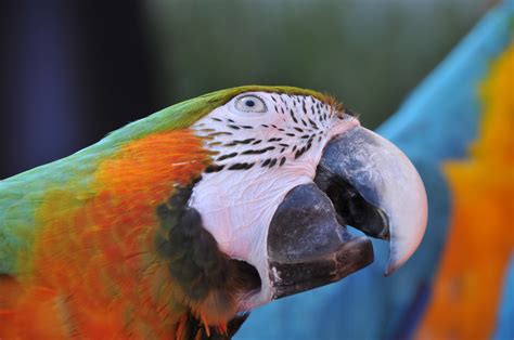 Free Images Bird Wing Beak Color Fauna Lorikeet Macaw Close Up