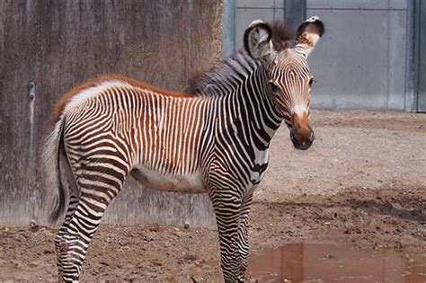Baby Zebra Is Latest Sensation At The Toronto Zoo