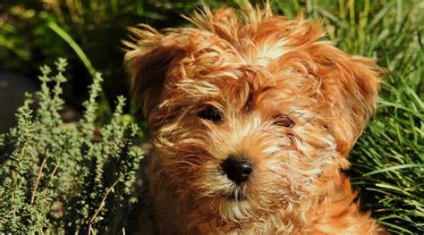 Teddy Bear Dog Breeds 20 Adorable Pups With Pictures