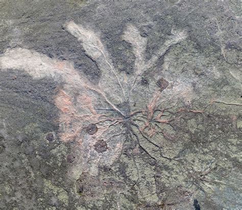 世界上最古老的化石森林在纽约被发现 听力课堂