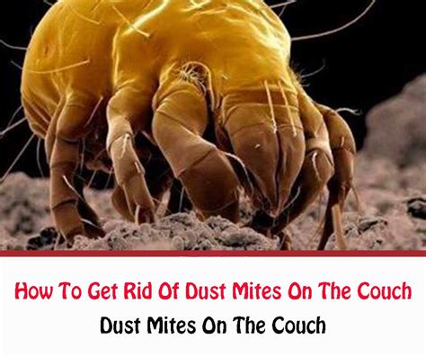 How To Get Rid Of Dust Mites On The Couch