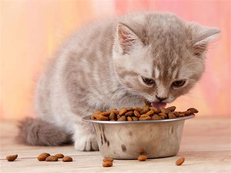 Dry and wet cat food. How Much Wet Food Should You Feed Your Cat? - The Daily Cat