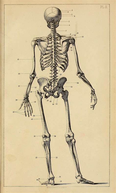 Manuel D Anatomie Artistique By Jules Morel Human Skeleton