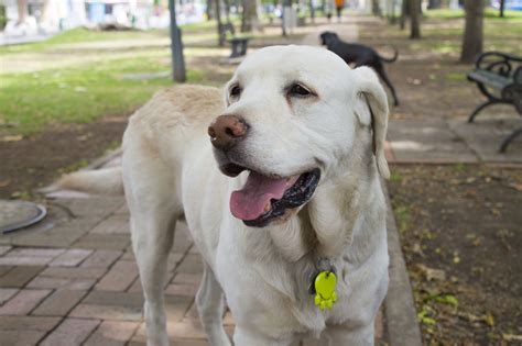 Cosa Rende Felice Il Labrador Retriever