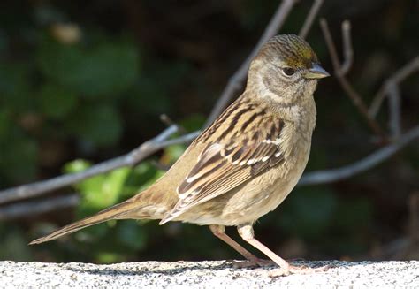 Golden Crowned Sparrow San Diego Bird Spot