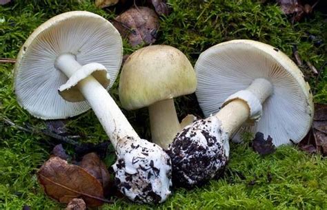 Top 10 Most Dangerous Mushrooms In The World
