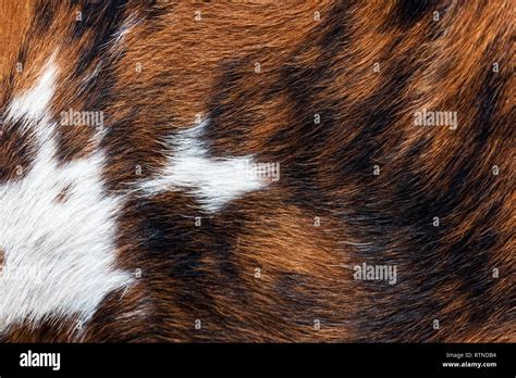 A Close Up Of Marbled Red Black And White Cow Fur Glowing In The